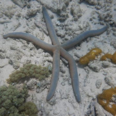 דירות Wasini Raha Snorkeling And Diving מראה חיצוני תמונה