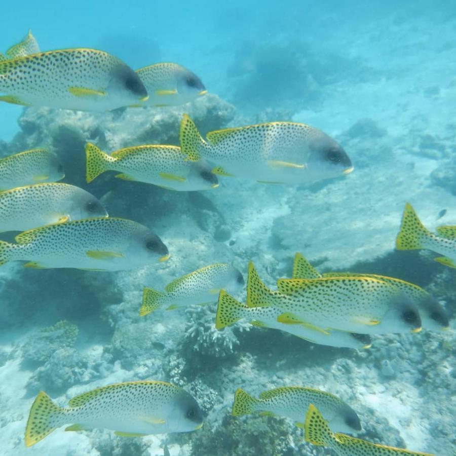 דירות Wasini Raha Snorkeling And Diving מראה חיצוני תמונה